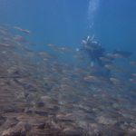 佐津海水浴場の海中はアジの群れがスゴイ件