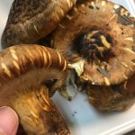 「サマツ」って何?松茸にそっくりで松茸ほど香りはありませんがこれは美味しい!!