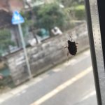 今年はカメムシ異常大量発生のシーズンでご迷惑をおかけしました