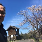 桜は散り際が美しい☆昨日の香住「海と桜」佐津魚見台の様子
