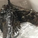 底もんと磯もんの魚の違いって何?