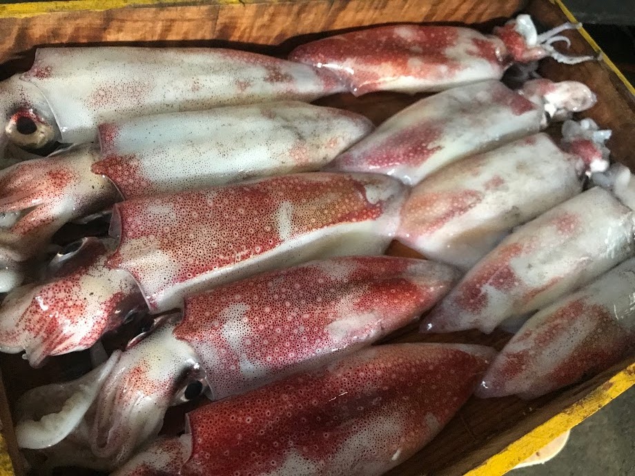 香住で揚がる真いか スルメイカ と白いか ケンサキイカ をお刺身で食べ比べてみた 香住 佐津温泉 民宿かどや 公式ブログ