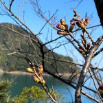 3月26日現在、魚見台の桜(ソメイヨシノ)は蕾状態です!