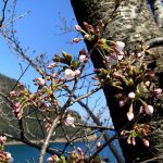 香住・佐津海岸にある魚見台の桜(ソメイヨシノ)満開は間も無く!