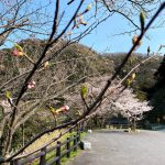 今週末より佐津海岸魚見台の桜(ソメイヨシノ)が見頃です!