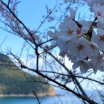 2021年、兵庫県北部における桜の開花予想は?(2/25時点)