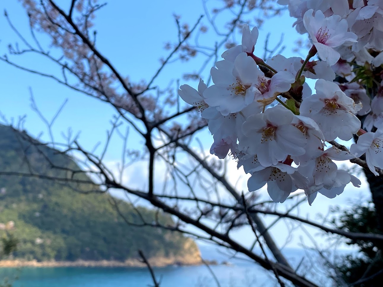 魚見台の桜と訓谷バス停 トトロのバス停 の桜 香住 佐津温泉 民宿かどや 公式ブログ