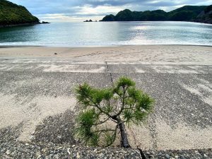 佐津浜のド根性松