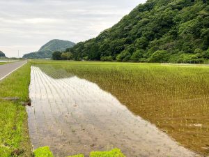 水面に風景が写っている田んぼ