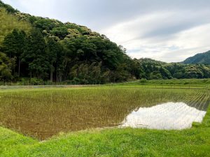 田植えをしたばかりの田んぼ