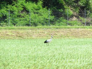 佐津でコウノトリ