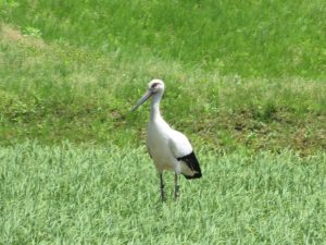 コウノトリの足輪確認