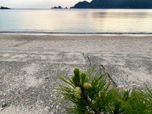 佐津海水浴場のど根性松