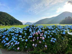 米地の紫陽花