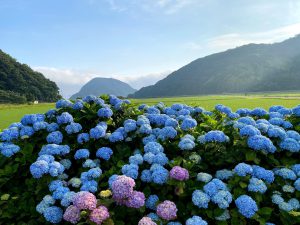 米地の紫陽花