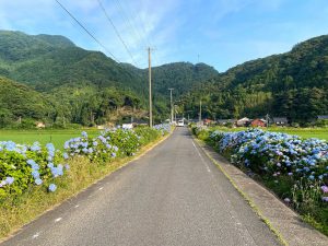 米地の紫陽花