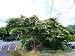 花が咲いている時期の栗の木