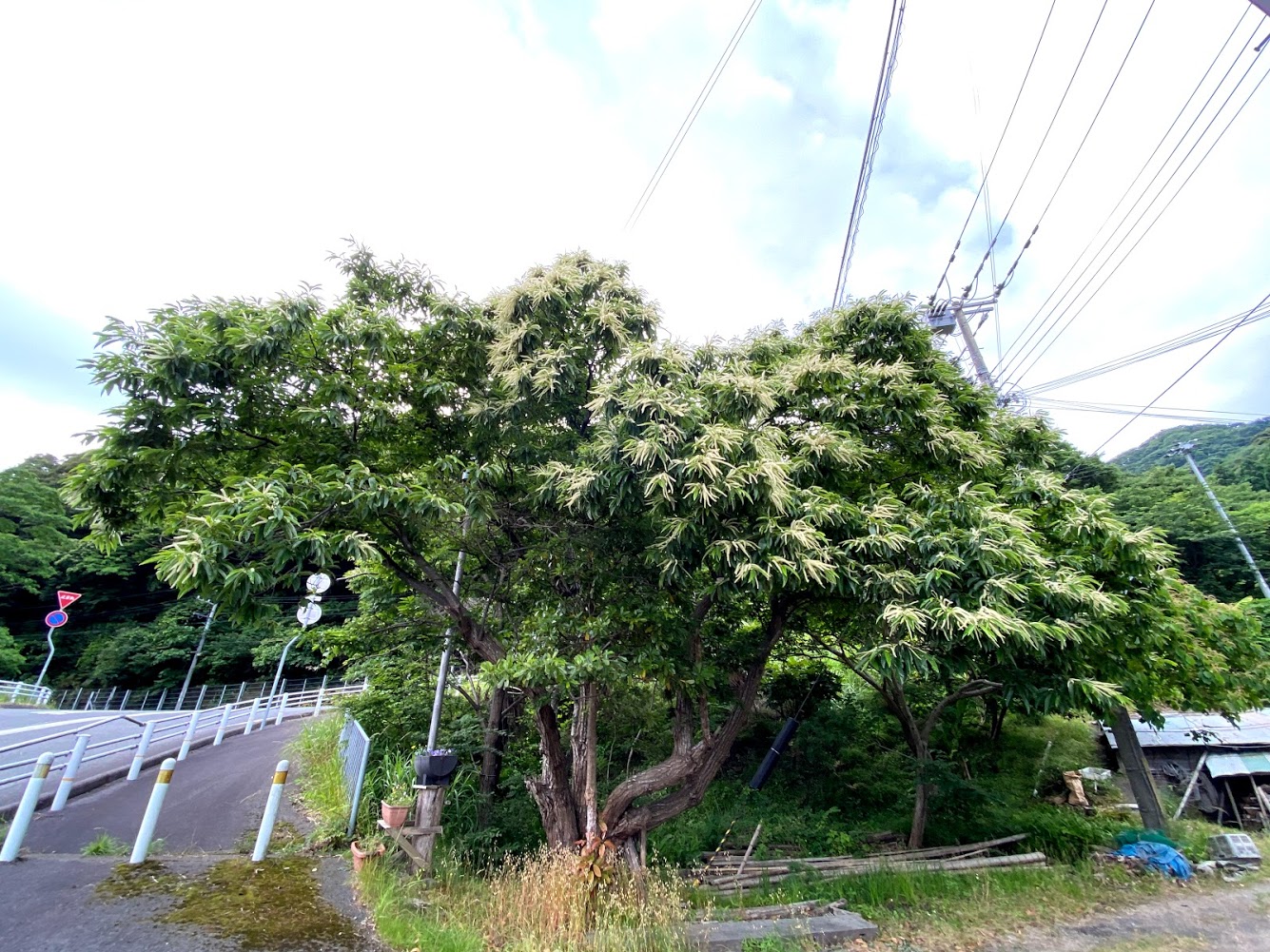 佐津集落でもみられます 意外と知られていない ６月頃に咲く栗の花ってどんなの 香住佐津温泉 民宿 美味し宿かどや公式ブログ