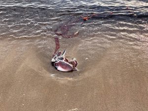 ムラサキダコの死骸