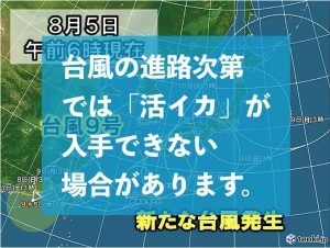 台風と活イカ