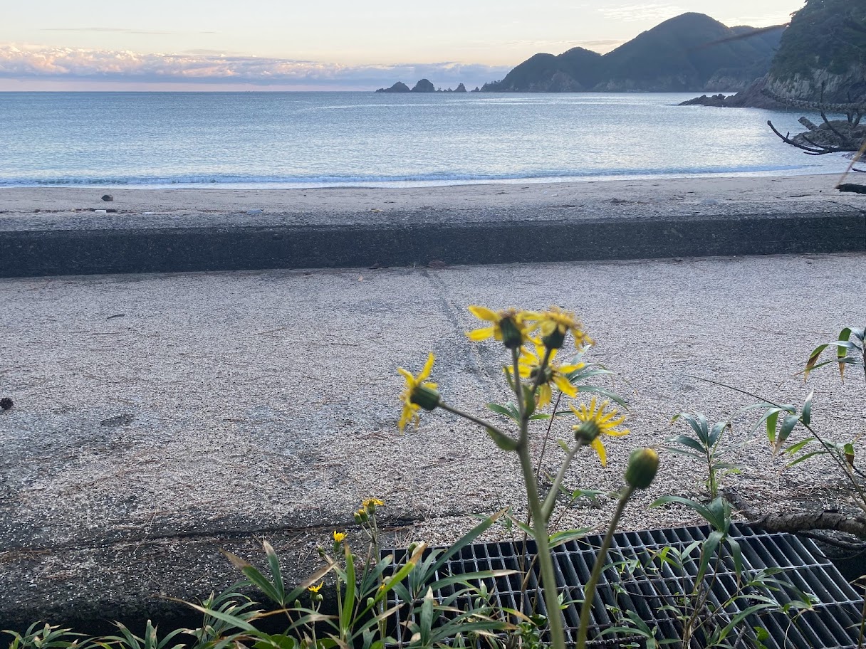 初冬の花”ツワブキ”