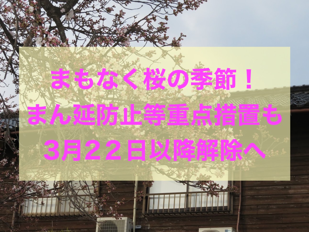 まもなく桜の季節！まん延防止等重点措置も解除へ