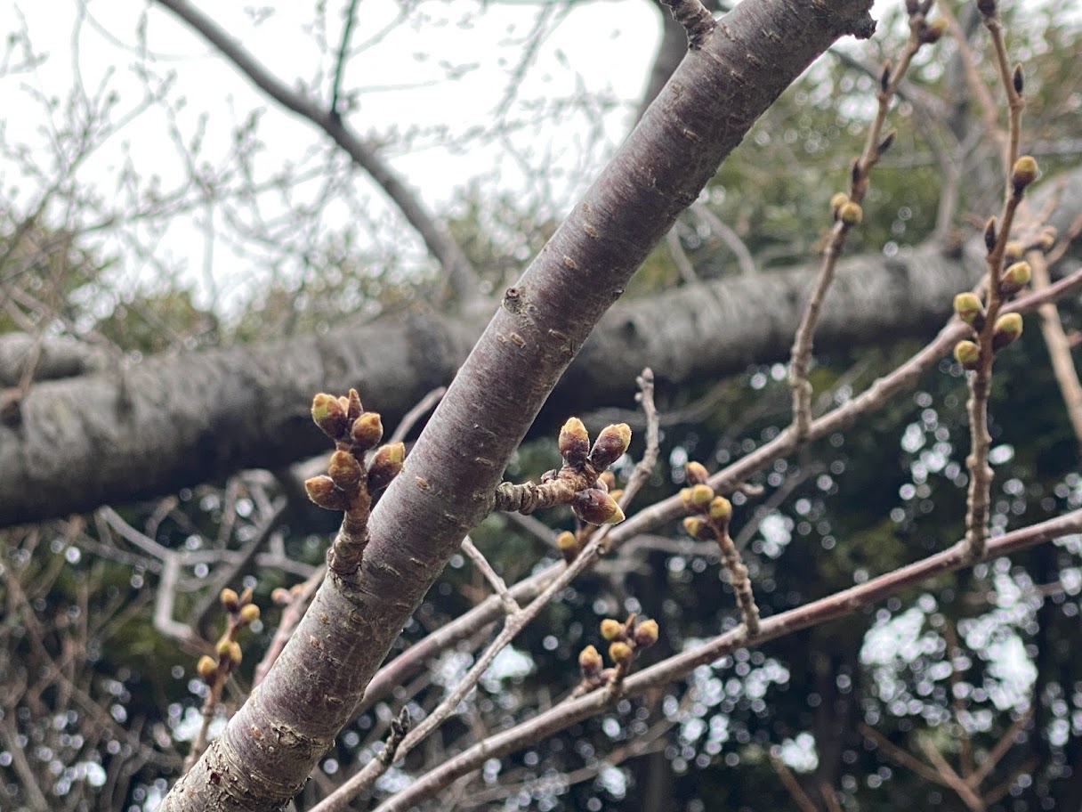 桜の蕾