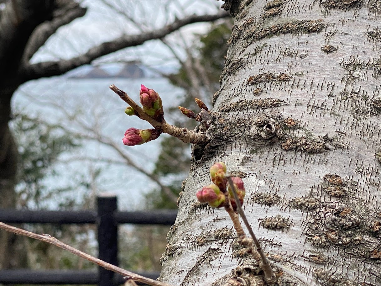 先端が開花直前の桜の蕾