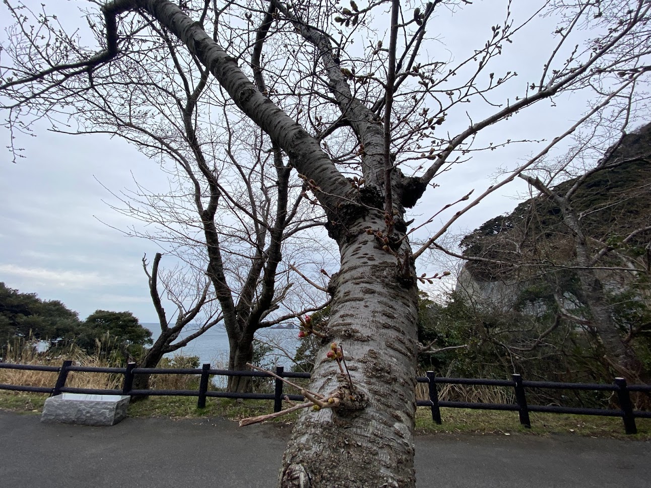 佐津海岸魚見台駐車場にある桜の木