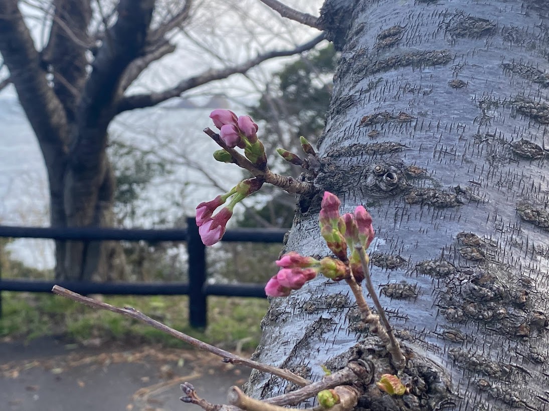 令和4年3月27日朝の時点での魚見台の桜