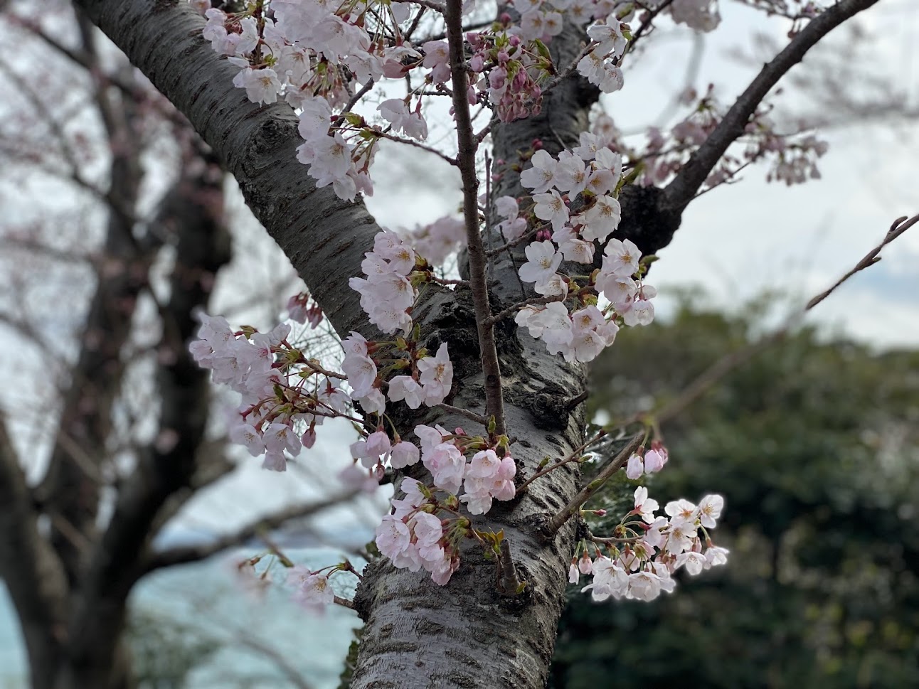 魚見台の桜UP