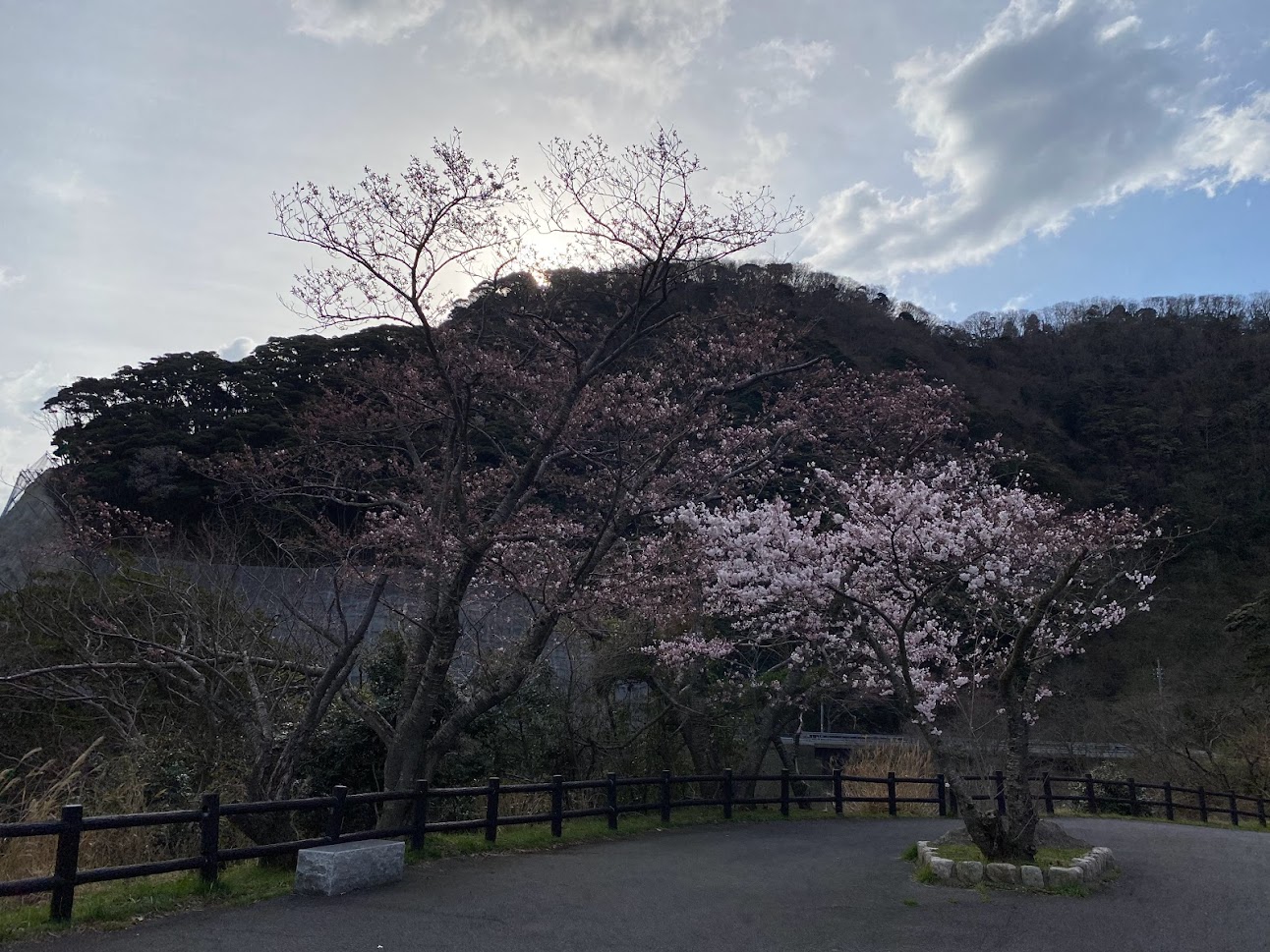 魚見台東側の桜は満開に