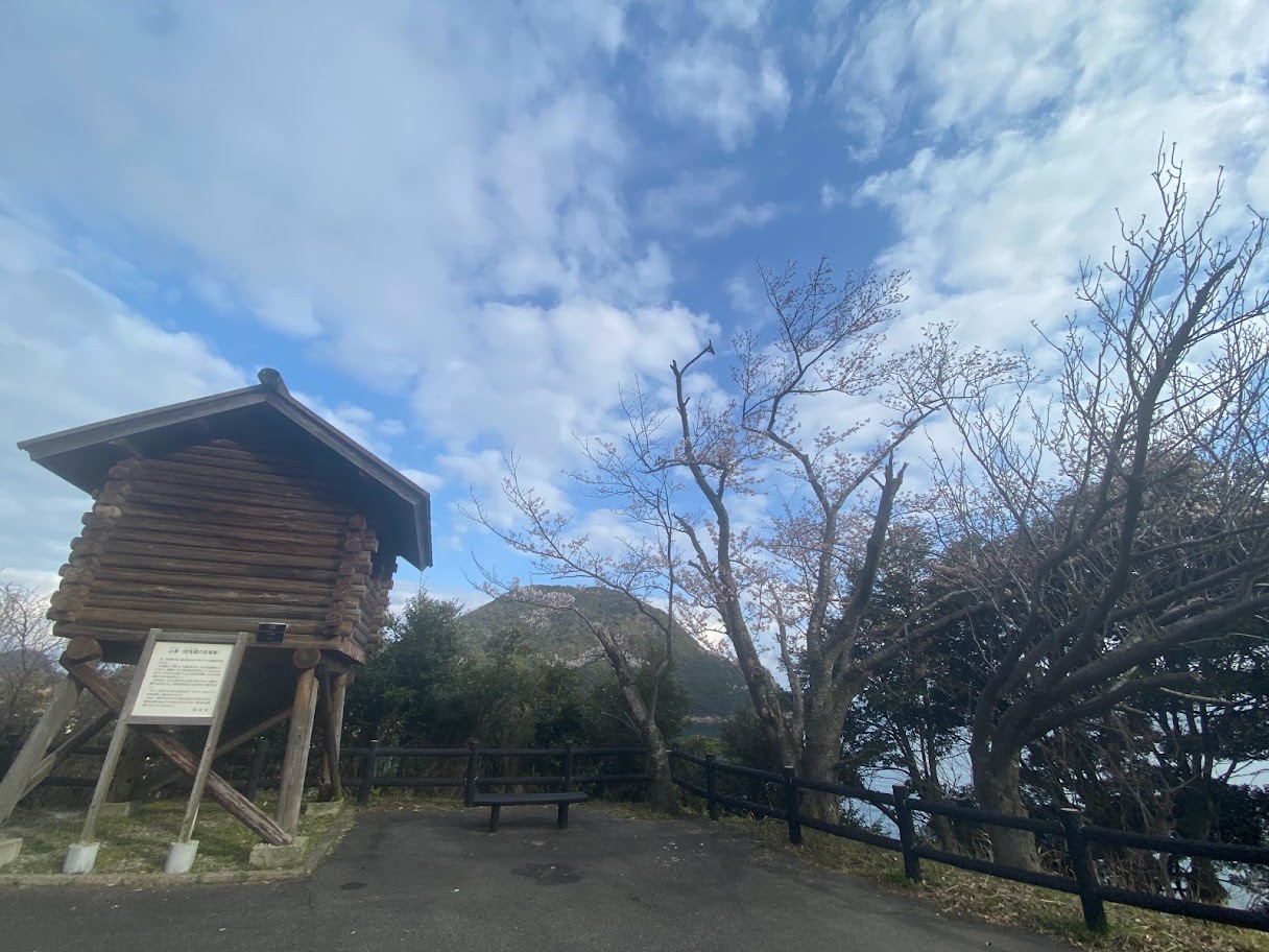 魚見台の桜、満開まであと一息！