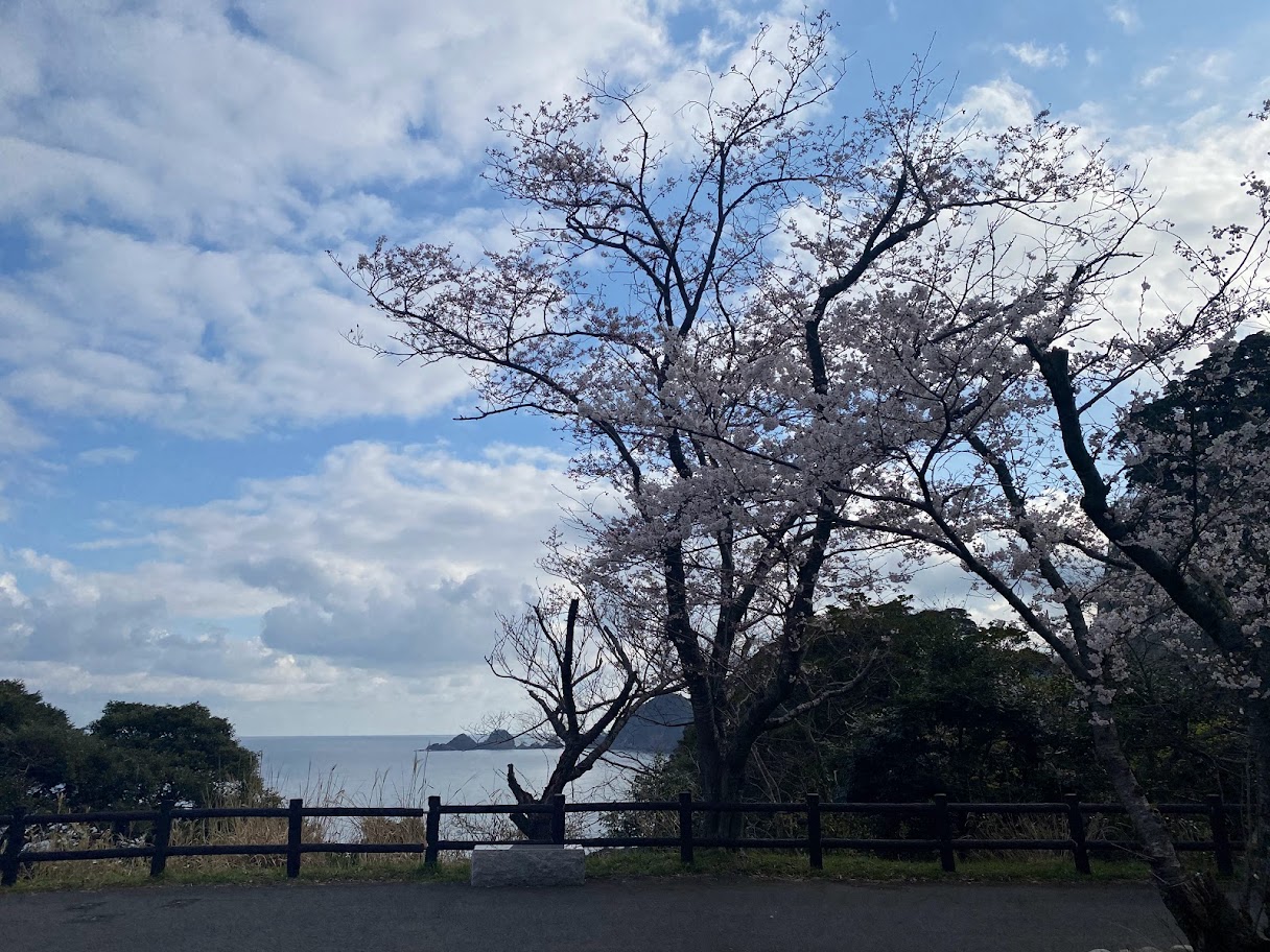 ほぼ満開に近づいている魚見台駐車場の桜