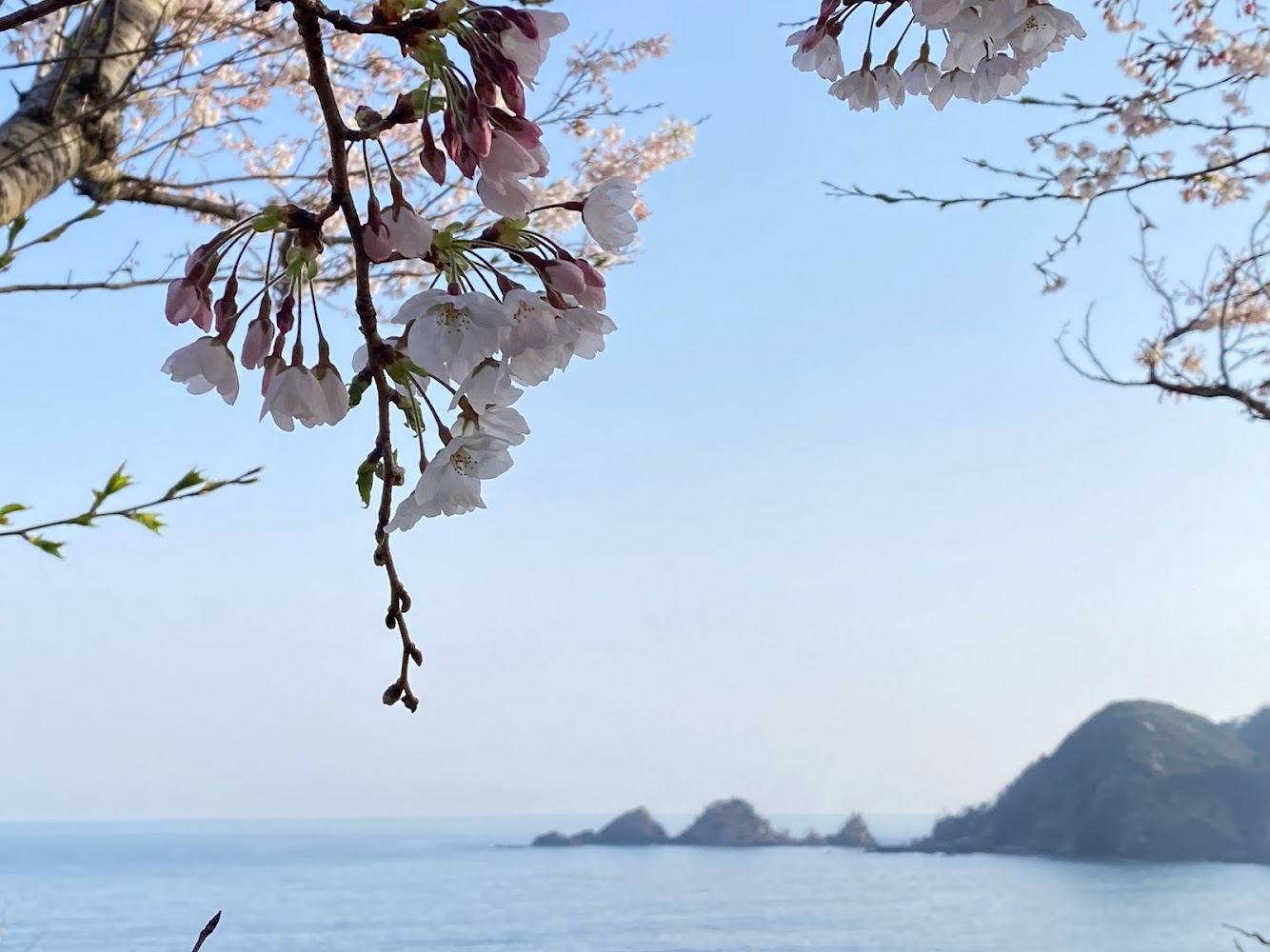 桜と貝殻島