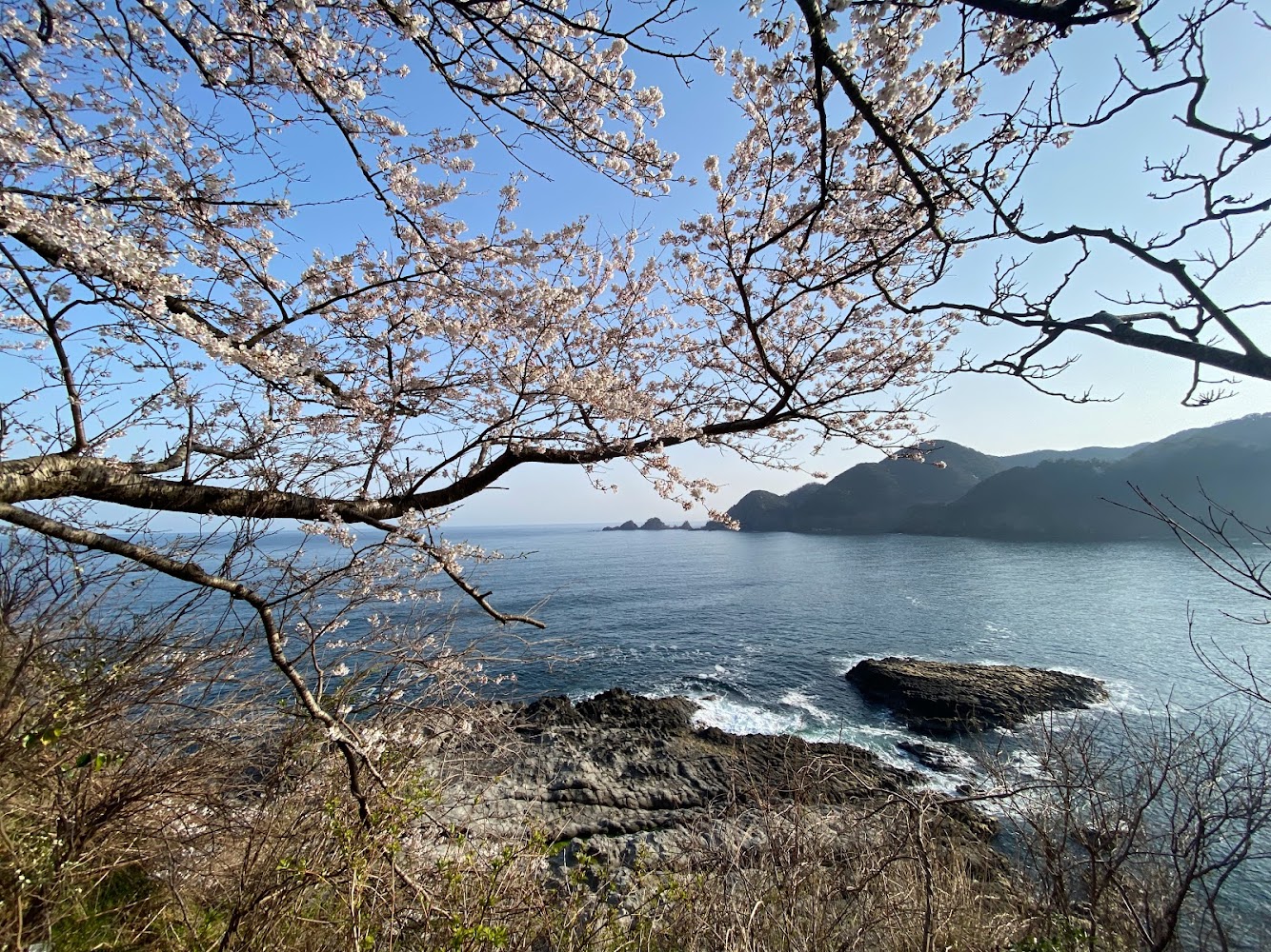 一番東駐車場の桜と海の風景