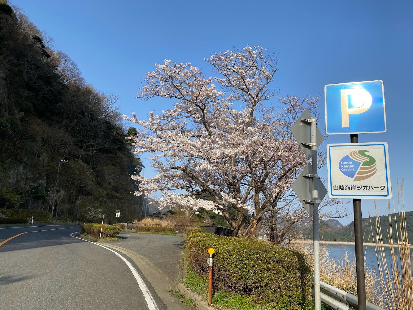 真ん中の駐車場の桜