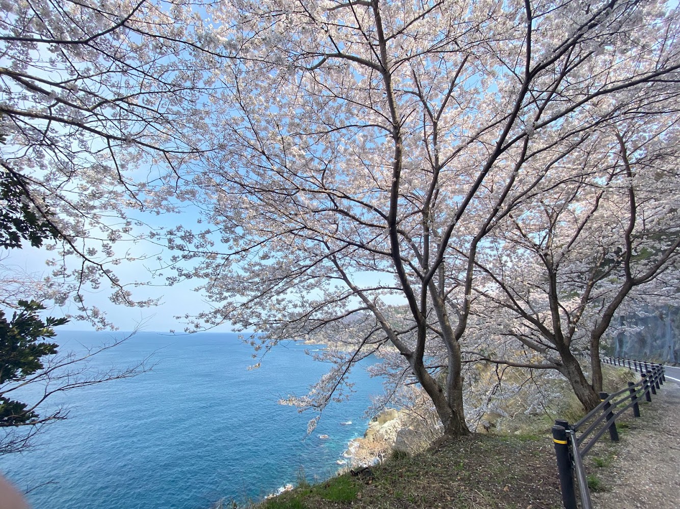 余部御崎へ行く道中の桜