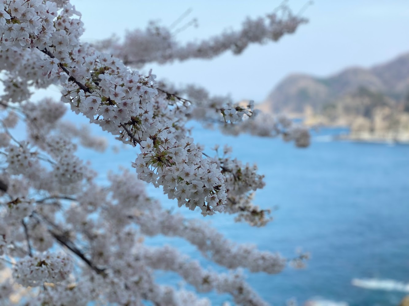 余部御崎へ行く道中の桜