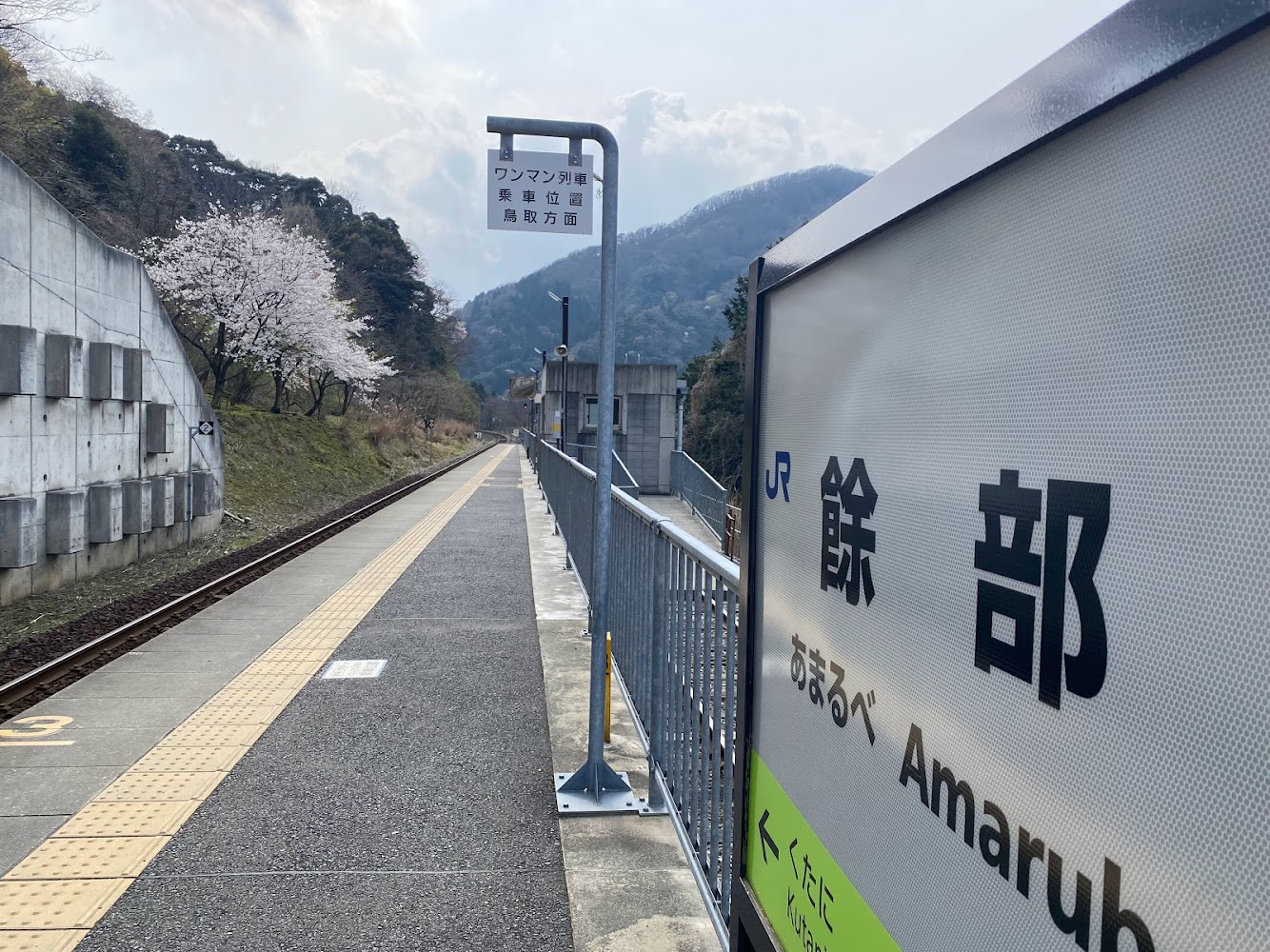 餘部駅の西側、鉄橋の反対側に桜