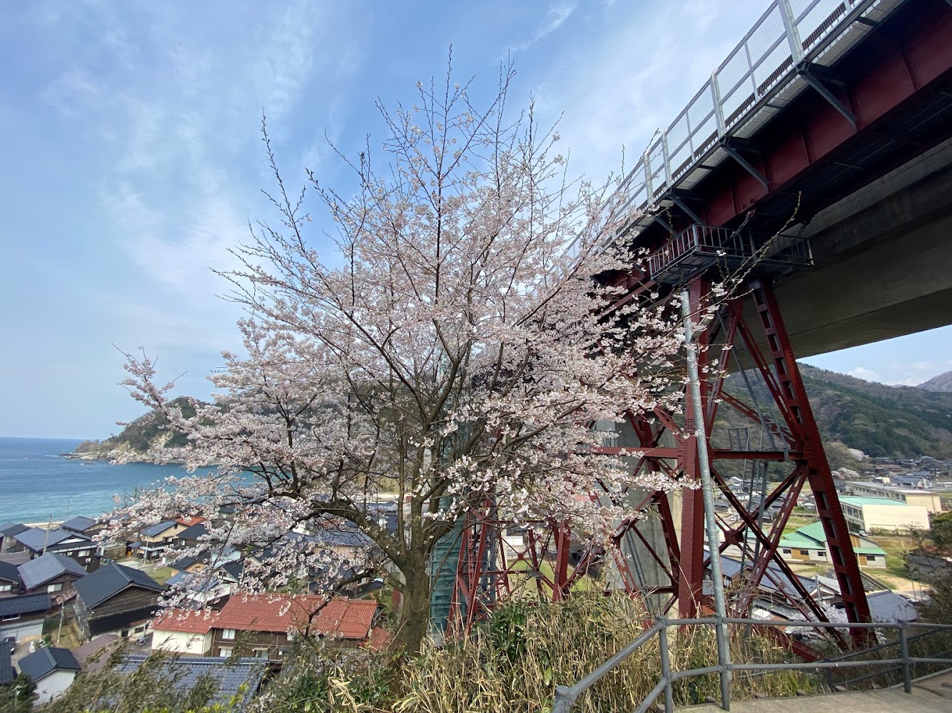 歩道から見た余部鉄橋と桜