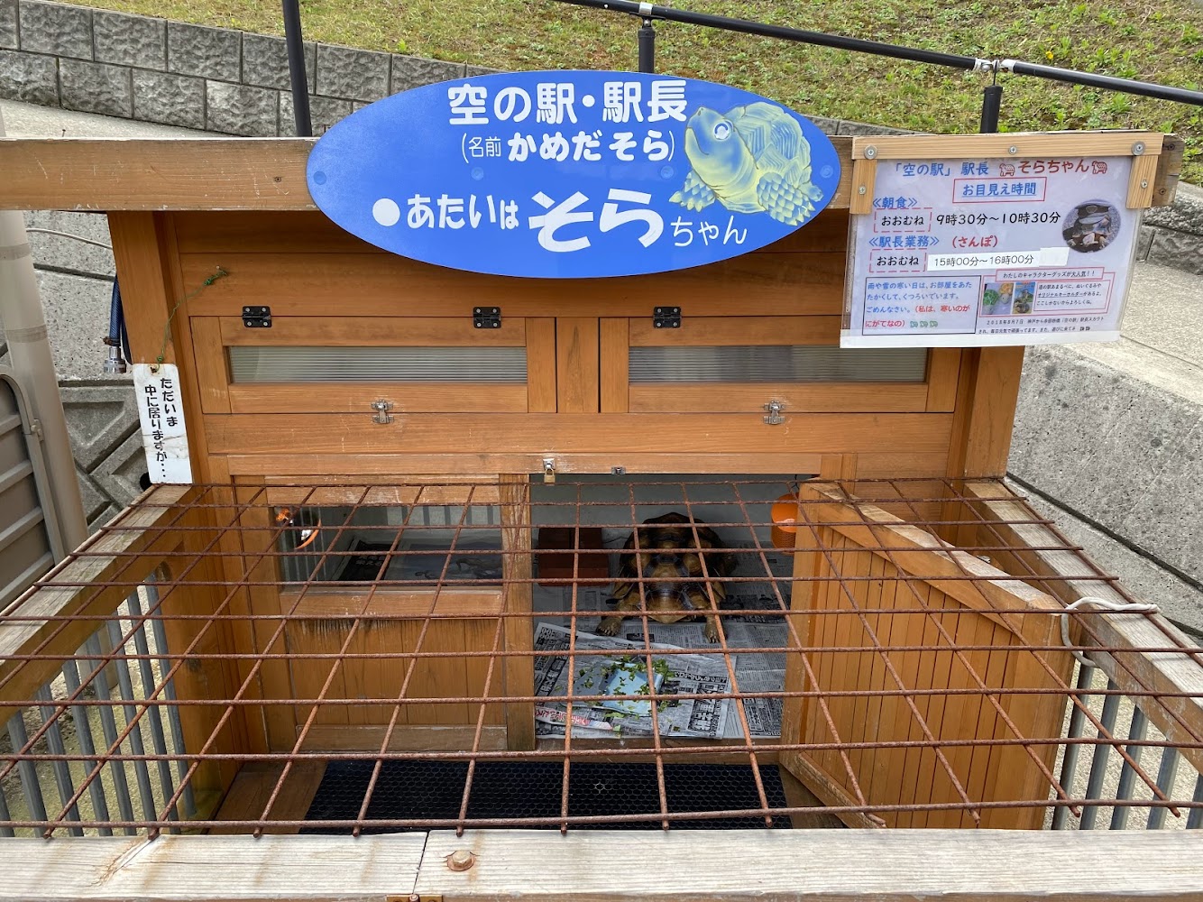 空の駅駅長亀のそらちゃん