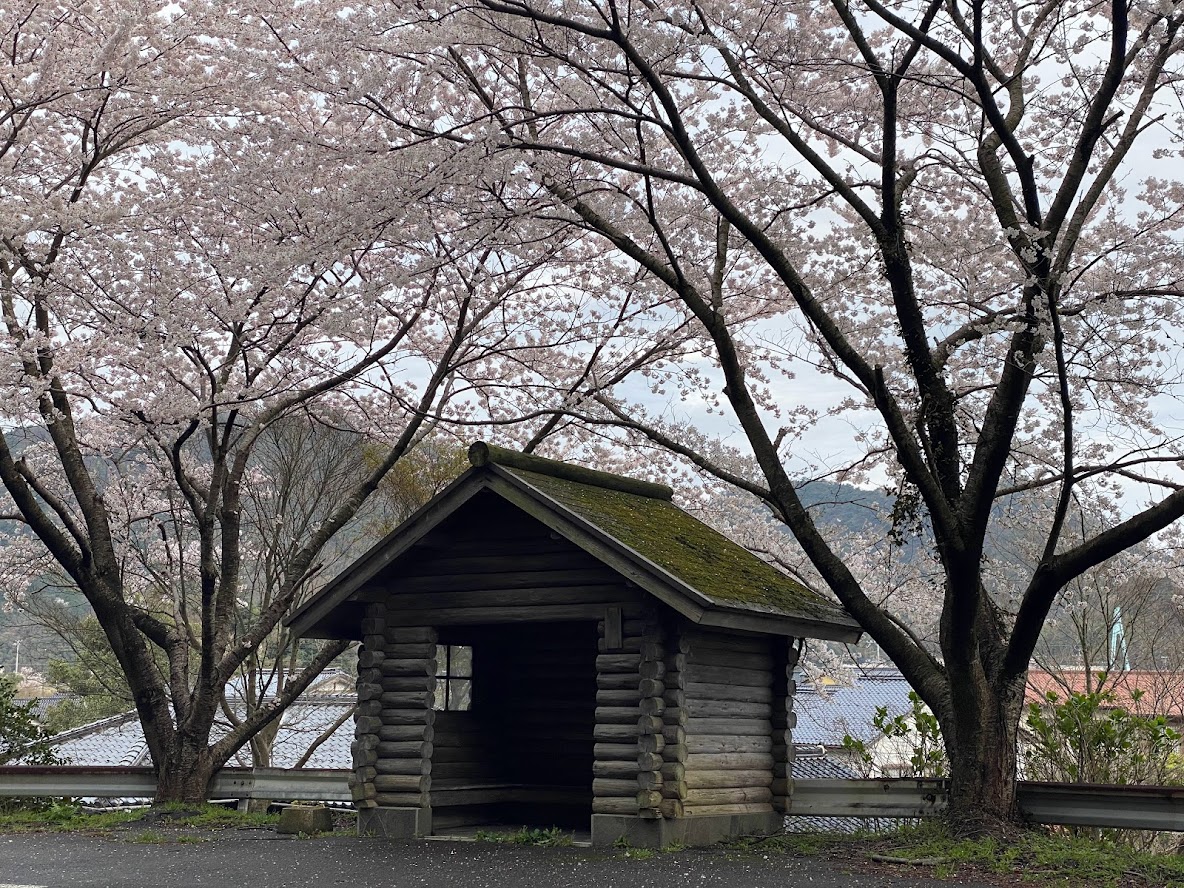 訓谷バス停（通称トトロのバス停）桜バージョン