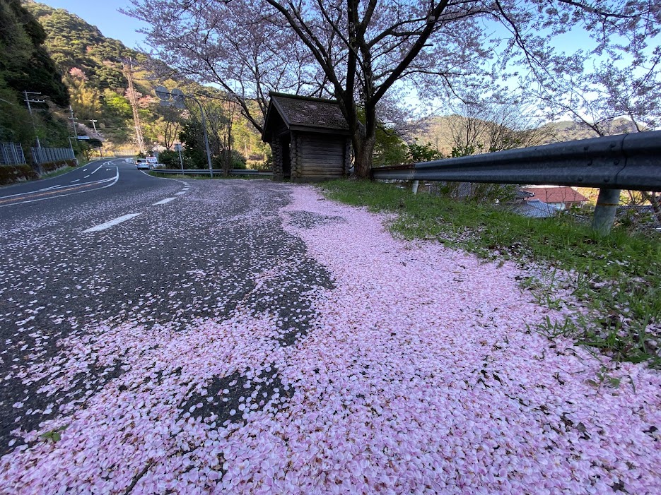 訓谷バス停の桜の花びらじゅうたん