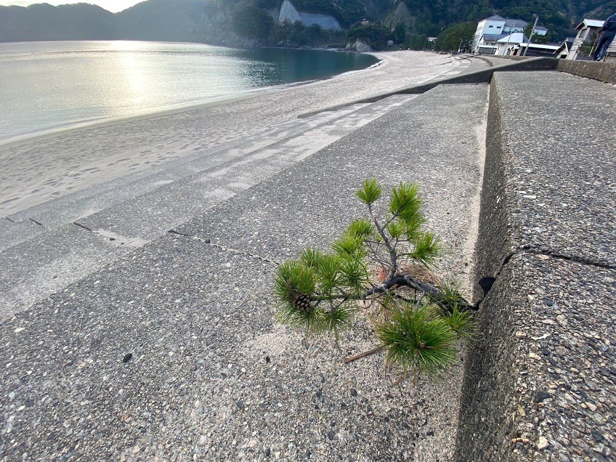 佐津浜の根性松