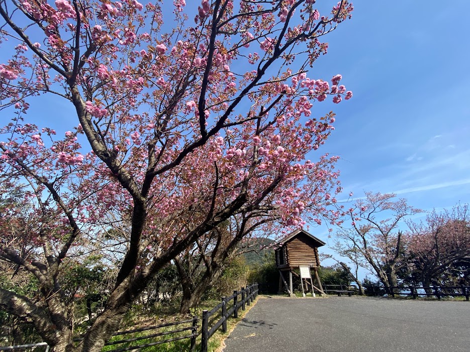 手前が八重桜、奥の魚見台横にあるのがソメイヨシノ