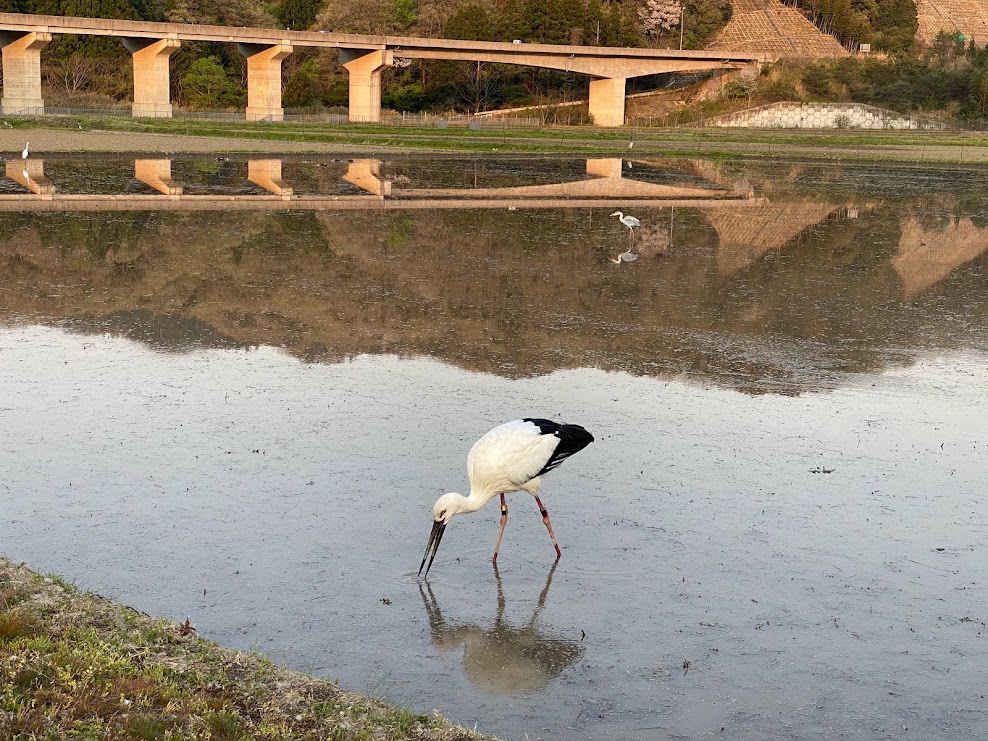 背景に香住道路、佐津谷に飛来したコウノトリ