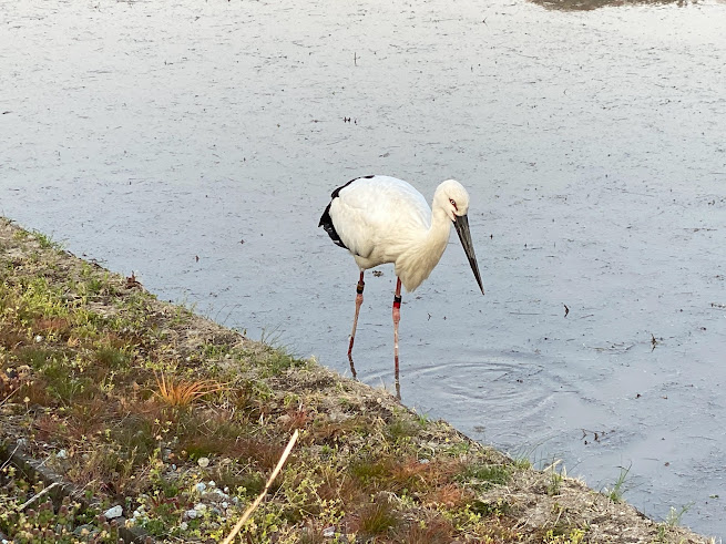 びっくりするほど至近距離で餌を探すコウノトリ