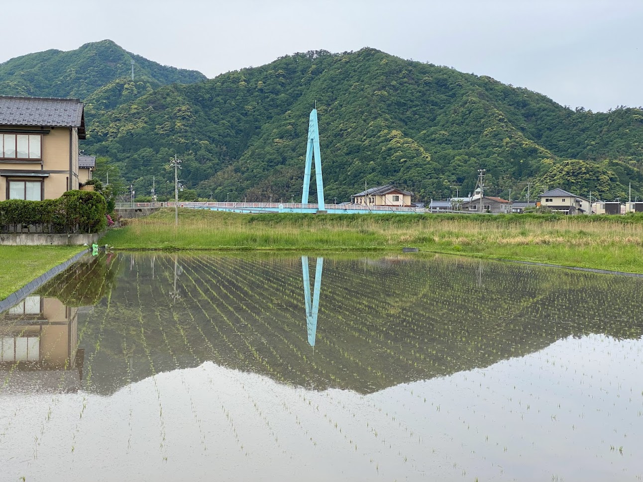 田んぼに映る佐津っこ橋