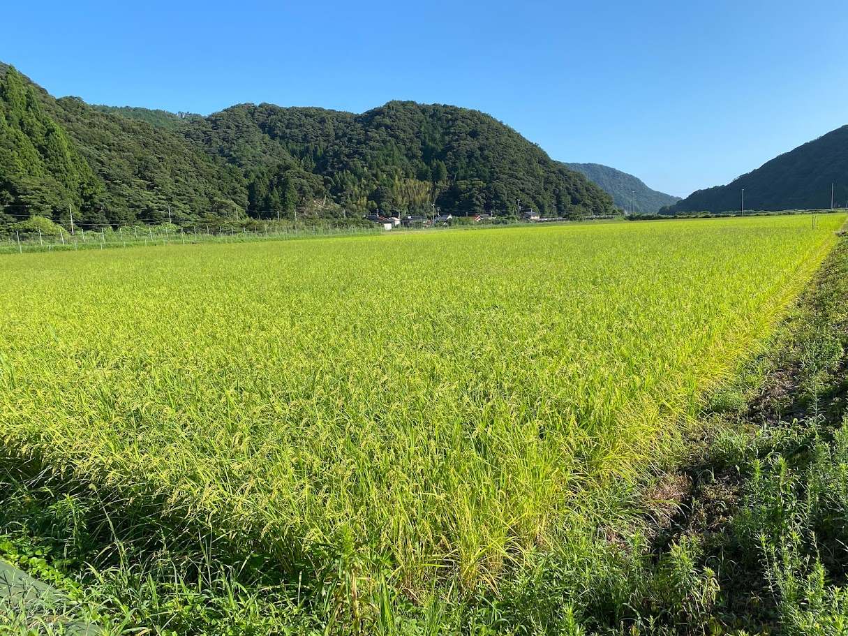 稲刈りを待つ田んぼの稲穂たち